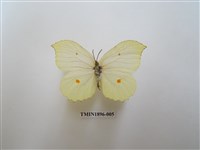 藏品(臺灣鉤粉蝶)的圖片